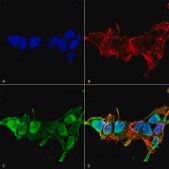 Monoclonal Anti-Lgi1 - Atto 594 antibody produced in mouse clone S283-7, purified immunoglobulin