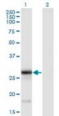 Monoclonal Anti-TNFSF9 antibody produced in mouse clone 1D7, purified immunoglobulin, buffered aqueous solution