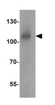 Anti-BCAR3 Antibody from rabbit, purified by affinity chromatography