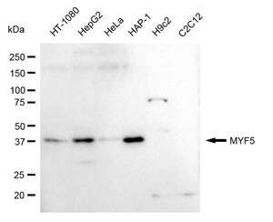 Anti Myogenic Factor 5 Antibody, clone 24GB615, Rabbit Monoclonal clone 24GB615, recombinant rabbit monoclonal, expressed in HEK293 cells