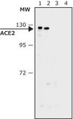 Anti-ACE2 (N-terminal) antibody produced in rabbit affinity isolated antibody, buffered aqueous solution