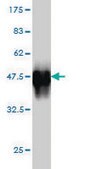 Monoclonal Anti-SCML1 antibody produced in mouse clone 4G3, purified immunoglobulin, buffered aqueous solution