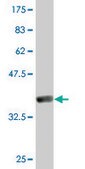 Monoclonal Anti-GTF2A2 antibody produced in mouse clone 2B9, purified immunoglobulin, buffered aqueous solution