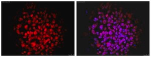 Anti-Nuclei Antibody, clone 235-1, Cy3 conjugate clone 235-1, from mouse, CY3 conjugate