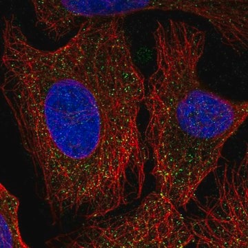 Anti-PCDHA6 antibody produced in rabbit Prestige Antibodies&#174; Powered by Atlas Antibodies, affinity isolated antibody