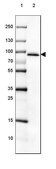 Anti-HTATSF1 antibody produced in rabbit Prestige Antibodies&#174; Powered by Atlas Antibodies, affinity isolated antibody, buffered aqueous glycerol solution