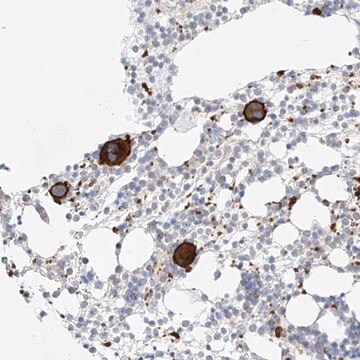 Anti-C9orf172 antibody produced in rabbit Prestige Antibodies&#174; Powered by Atlas Antibodies, affinity isolated antibody, buffered aqueous glycerol solution