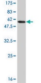 Monoclonal Anti-MLF2 antibody produced in mouse clone 2F6-1E3, purified immunoglobulin, buffered aqueous solution