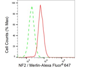 KD-Validated Anti NF2 / Merlin Antibody, clone 23GB2620, Rabbit Monoclonal clone 23GB2620, recombinant rabbit monoclonal, expressed in HEK293 cells