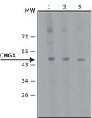 Anti-Chromogranin-A antibody, Mouse monoclonal clone CHGA(419), purified from hybridoma cell culture