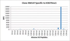 Anti-Monomethyl-Histone H3 (Lys79) antibody, Rabbit monoclonal recombinant, expressed in HEK 293 cells, clone RM147, purified immunoglobulin