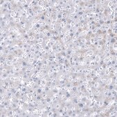 Monoclonal Anti-NKX2-2 antibody produced in mouse Prestige Antibodies® Powered by Atlas Antibodies, clone CL11380, purified antibody (Protein A)