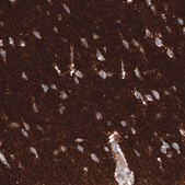Monoclonal Anti-GAP43 antibody produced in mouse Prestige Antibodies® Powered by Atlas Antibodies, clone CL10855, purified antibody (Protein A)