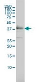 Monoclonal Anti-TEX13A antibody produced in mouse clone 3B10, purified immunoglobulin, buffered aqueous solution