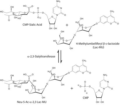&#945;-2,3-Sialyltransferase from Pasteurella multocida recombinant, expressed in E. coli BL21, &#8805;2&#160;units/mg protein