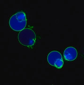 BioTracker NucView&#174; 405 Blue Caspase-3 Dye (DMSO) Live cell imaging apoptosis dye for caspase-3/7 enzyme activity used to detect programmed cell death using fluorescence microscopy or flow cytometry applications.