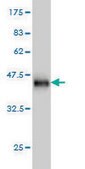 Monoclonal Anti-CFL2 antibody produced in mouse clone 6G9, purified immunoglobulin, buffered aqueous solution