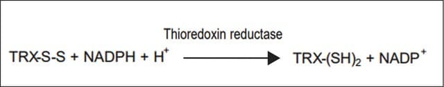 Thioredoxin Reductase from Escherichia coli ammonium sulfate suspension, &gt;25&#160;units/mg protein (Bradford)