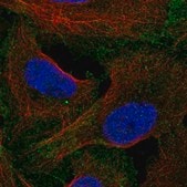 Anti-LRRC69 antibody produced in rabbit Prestige Antibodies® Powered by Atlas Antibodies, affinity isolated antibody, buffered aqueous glycerol solution