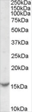 Anti-TCL1A antibody produced in goat affinity isolated antibody, buffered aqueous solution