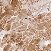 Anti-CYC1 antibody produced in rabbit Prestige Antibodies&#174; Powered by Atlas Antibodies, affinity isolated antibody, buffered aqueous glycerol solution