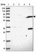 Anti-TRIM3 antibody produced in rabbit Prestige Antibodies&#174; Powered by Atlas Antibodies, affinity isolated antibody, buffered aqueous glycerol solution