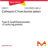 Cathepsin C from bovine spleen Type X, lyophilized powder, ≥5 units/mg protein