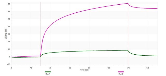 Anti-VPS4B Antibody, clone 2K14 ZooMAb&#174; Rabbit Monoclonal recombinant, expressed in HEK 293 cells