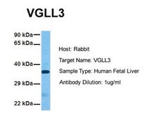 Anti-VGLL3 antibody produced in rabbit affinity isolated antibody