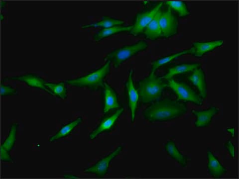 Monoclonal Anti-Hsf1 - Fitc antibody produced in rat clone 10H4, purified immunoglobulin