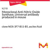 Monoclonal Anti-Nitric Oxide Synthase, Universal antibody produced in mouse clone NOS-3F7-B11-B5, ascites fluid