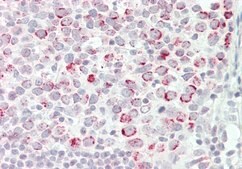 Anti-CSTF2 antibody produced in rabbit affinity isolated antibody