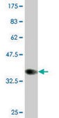 Monoclonal Anti-CLPS, (C-terminal) antibody produced in mouse clone 4G3, purified immunoglobulin, buffered aqueous solution