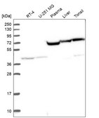 Anti-KAT2A antibody produced in rabbit Prestige Antibodies® Powered by Atlas Antibodies, affinity isolated antibody, buffered aqueous glycerol solution