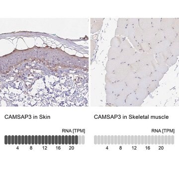 Anti-CAMSAP3 antibody produced in rabbit Prestige Antibodies® Powered by Atlas Antibodies, affinity isolated antibody, buffered aqueous glycerol solution