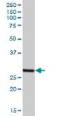 Anti-PSME2 antibody produced in mouse purified immunoglobulin, buffered aqueous solution
