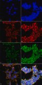 Monoclonal Anti-Dibromo-tyrosine-R-Phycoerythrin antibody produced in mouse clone 9F12