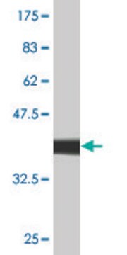 Monoclonal Anti-HLA-DMB antibody produced in mouse clone 7D11, purified immunoglobulin, buffered aqueous solution