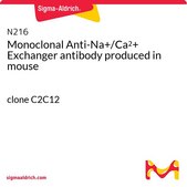 Monoclonal Anti-Na+/Ca2+ Exchanger antibody produced in mouse clone C2C12