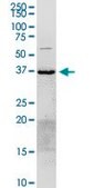Anti-ANXA2 antibody produced in rabbit purified immunoglobulin, buffered aqueous solution
