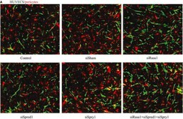 Anti-Spred-1 Antibody from rabbit, purified by affinity chromatography