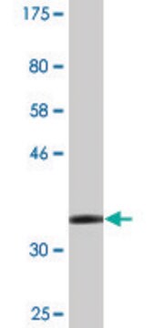 Monoclonal Anti-ZMYND10 antibody produced in mouse clone 3D11, purified immunoglobulin, buffered aqueous solution