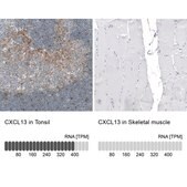 Monoclonal Anti-CXCL13 antibody produced in mouse Prestige Antibodies® Powered by Atlas Antibodies, clone CL10543, purified antibody (Protein A)