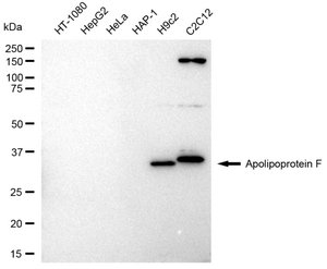 Anti Apolipoprotein F Antibody, clone 23GB3670, Rabbit Monoclonal clone 23GB3670, recombinant rabbit monoclonal, expressed in HEK293 cells