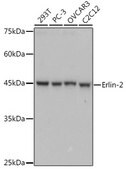 Anti-Erlin-2 Antibody, clone 9T3M5, Rabbit Monoclonal