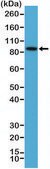 Anti-BRAFantibody, Rabbit Monoclonal recombinant, expressed in HEK 293 cells, clone RM308, purified immunoglobulin