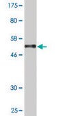 Monoclonal Anti-C1orf89 antibody produced in mouse clone 3G4, purified immunoglobulin, buffered aqueous solution