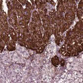 Anti-CHGB antibody produced in rabbit Prestige Antibodies&#174; Powered by Atlas Antibodies, affinity isolated antibody, buffered aqueous glycerol solution