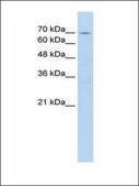 Anti-FBXL5 antibody produced in rabbit IgG fraction of antiserum
