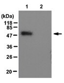 Anti-glutathione p53 (Cys141) Antibody from rabbit, purified by affinity chromatography